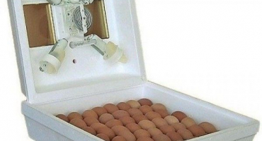 Recenze rozpočtových inkubátorů kvochka: modelová řada a pokyny